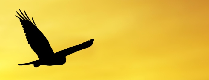 The False Falcon
