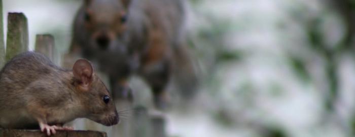 Of Rodents and Relationships