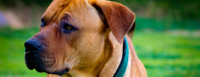 Are Humans and Animals Equal?