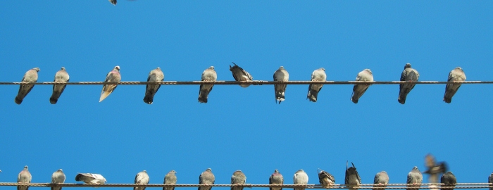 The Individual and the Whole