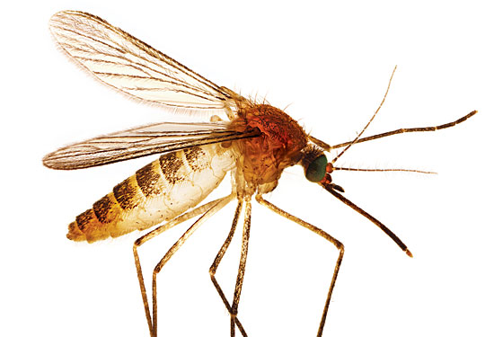 What's Worse Than a Buzzing Mosquito at 3am?