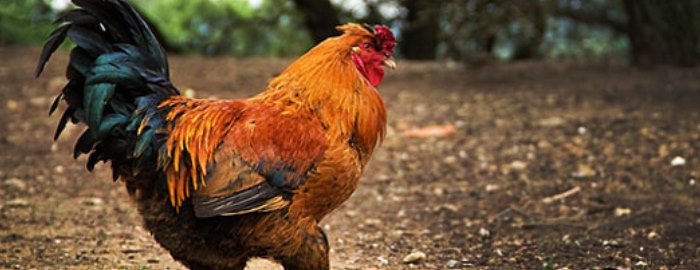 The Wisdom of the Rooster