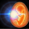 How Did Reproduction Evolve?